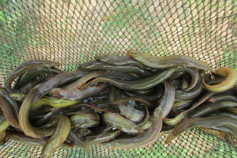 台湾泥鳅水花苗饲养技术